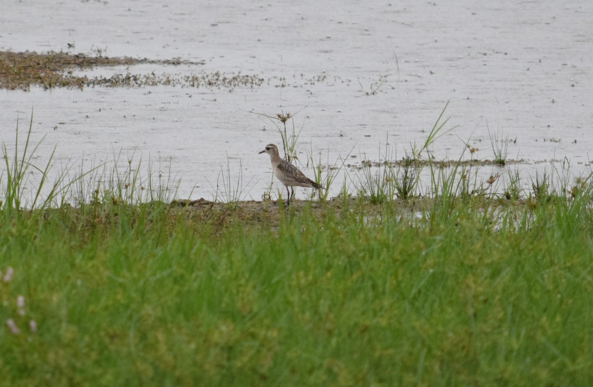 American Golden-Plover - ML644380468
