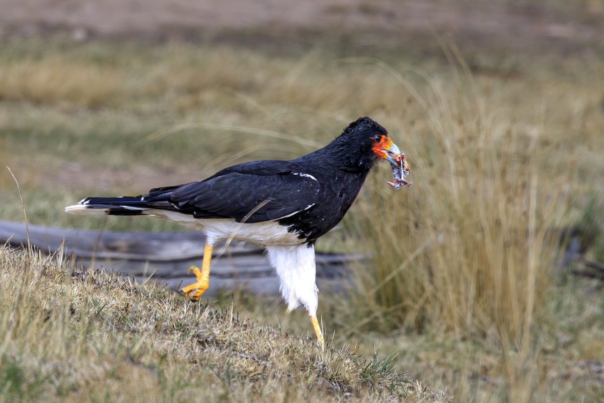 Горная каракара - ML644380471