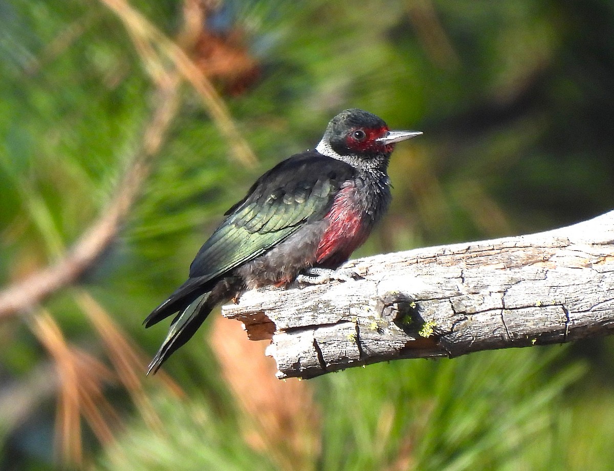 Lewis's Woodpecker - ML644380477