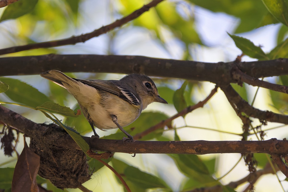 Plumbeous Vireo - ML644380481
