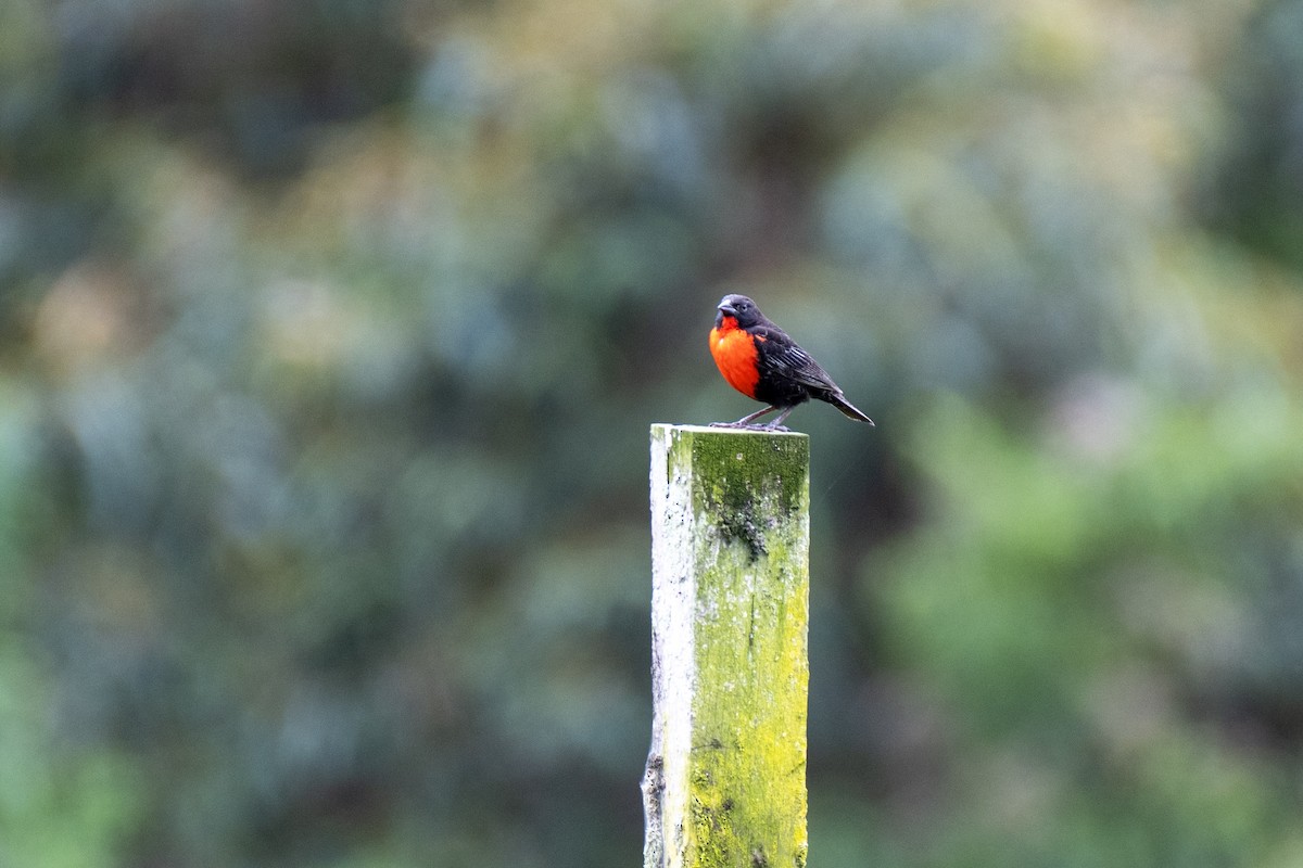 Red-breasted Meadowlark - ML644380502