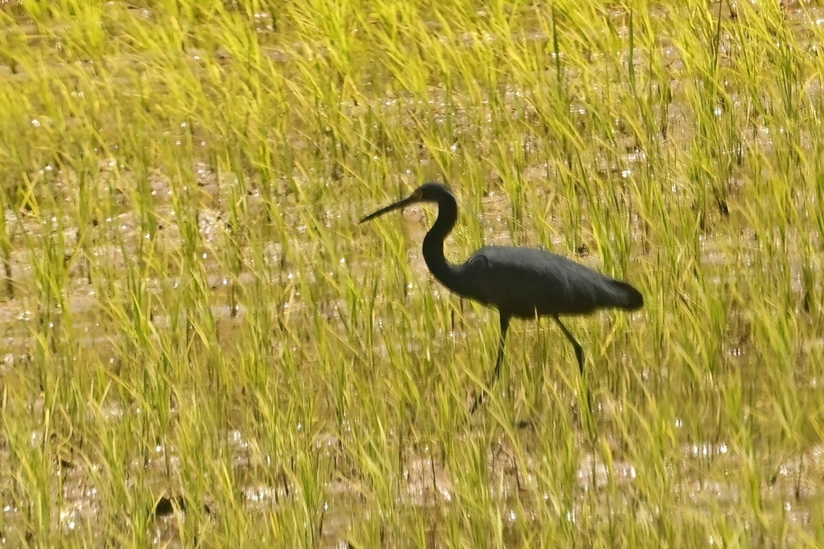 Airone ardesia - ML644380504