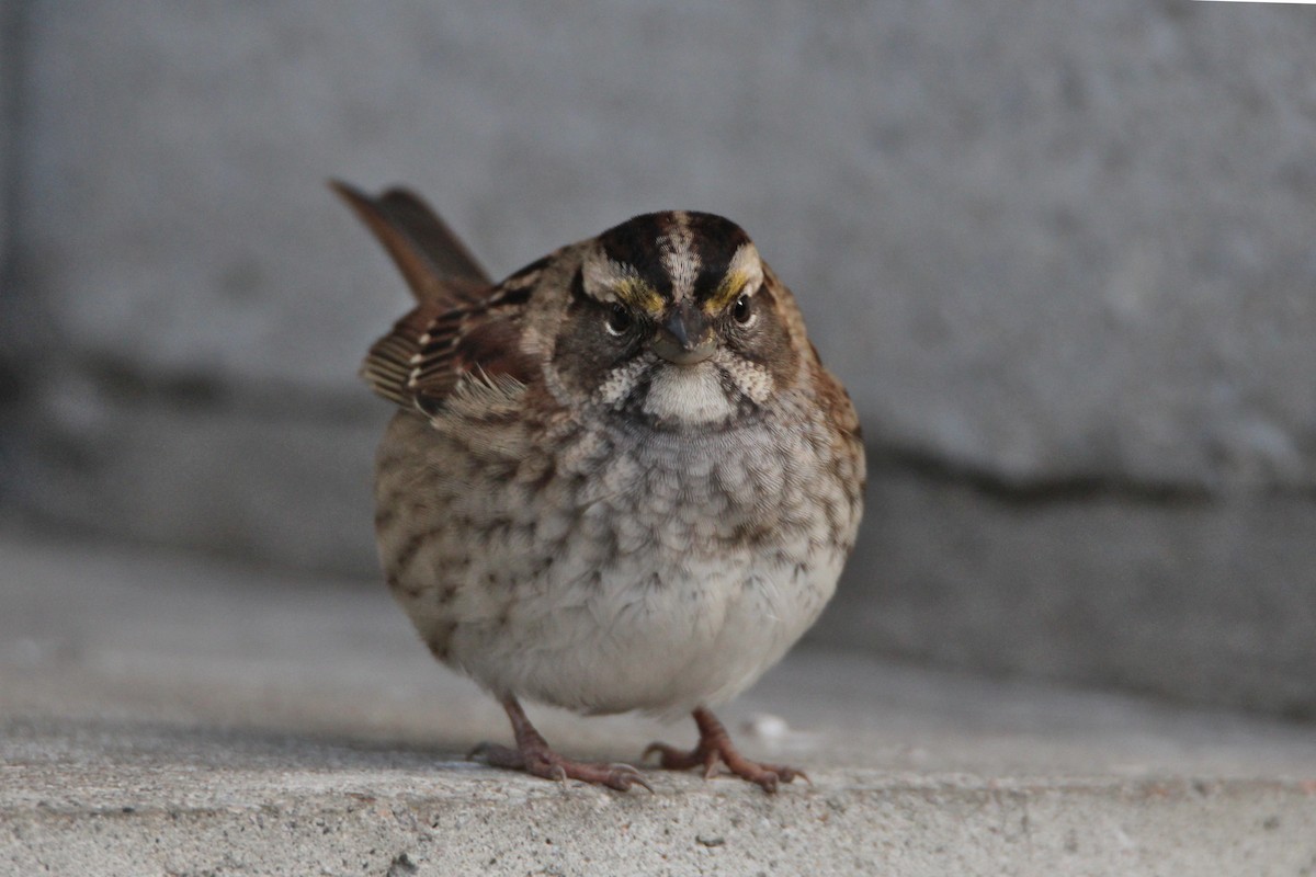 גיבתונית לבנת-גרון - ML644380510