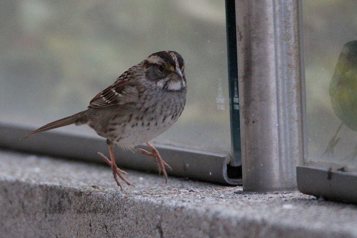 גיבתונית לבנת-גרון - ML644380511