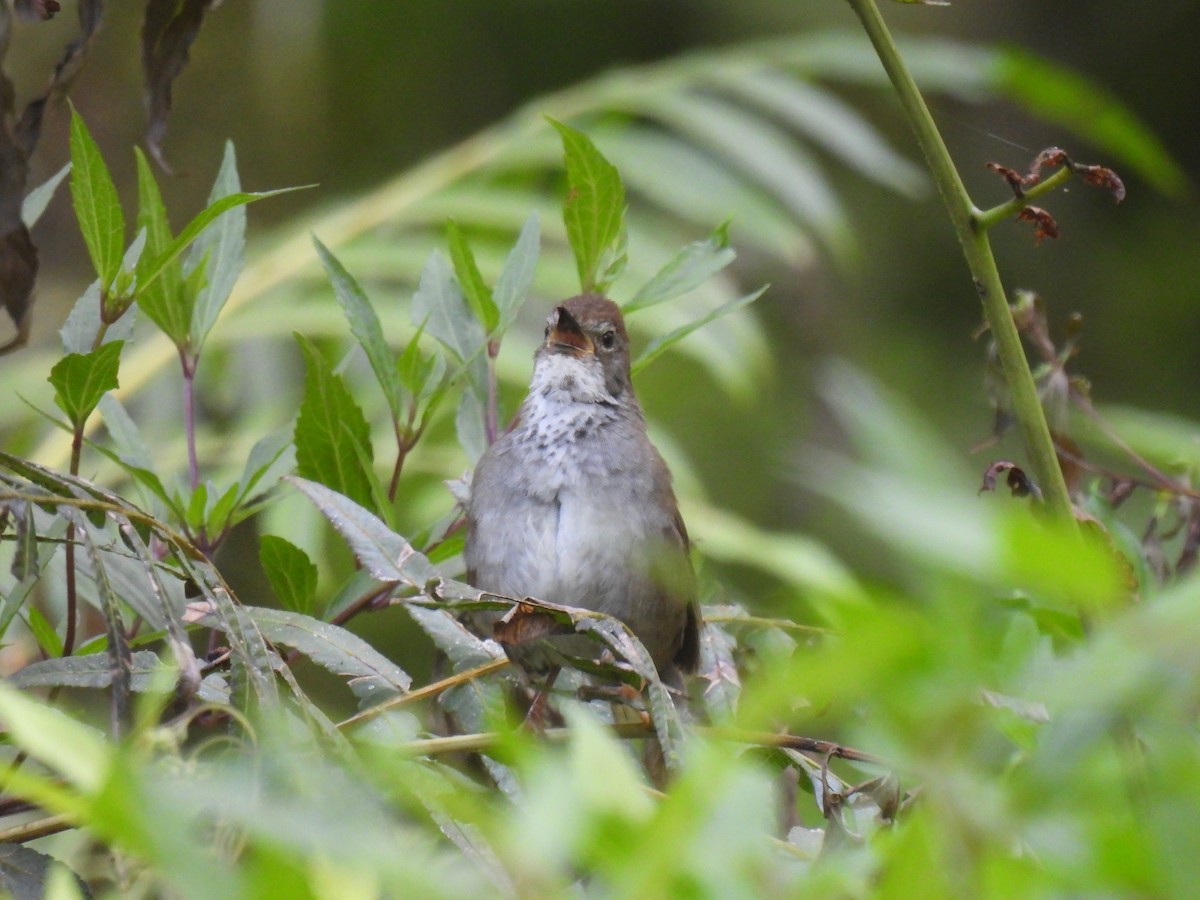 Javan Bush Warbler - ML644380512