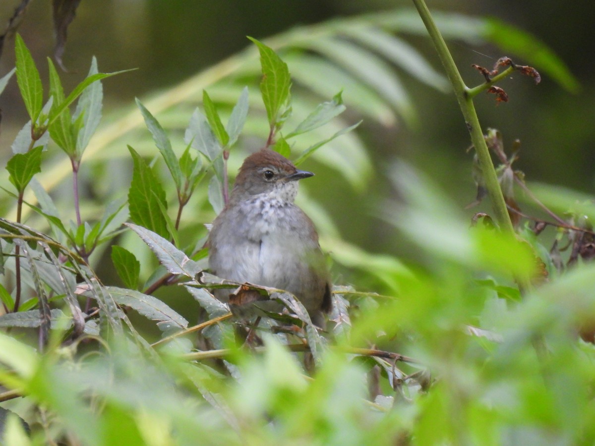 Javan Bush Warbler - ML644380513