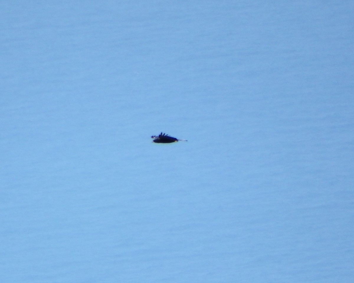 Kara Atmaca Kartalı - ML644380514