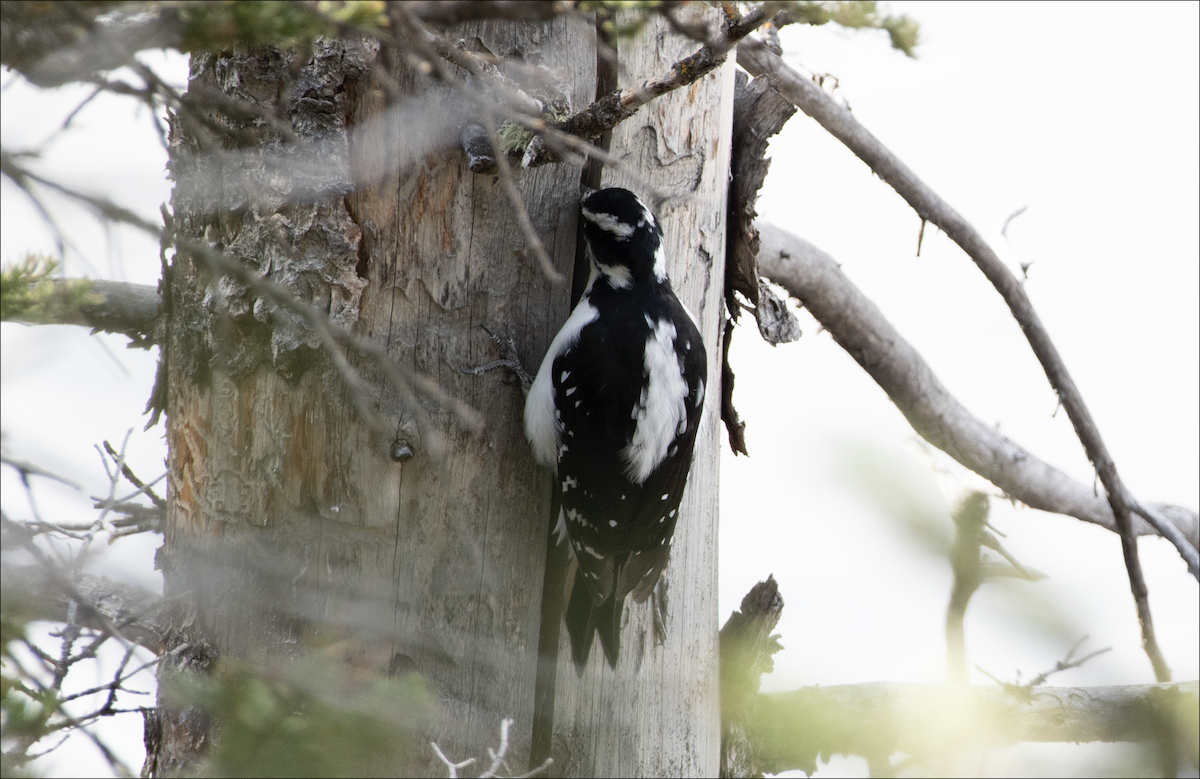 Hairy Woodpecker - ML644380519