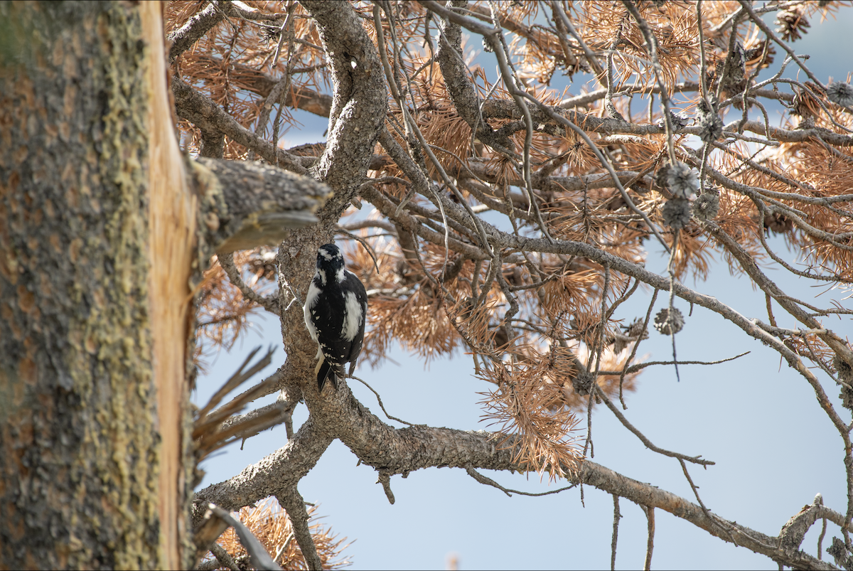 Hairy Woodpecker - ML644380520