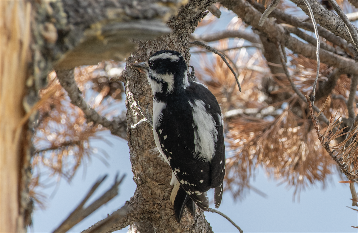 Hairy Woodpecker - ML644380521