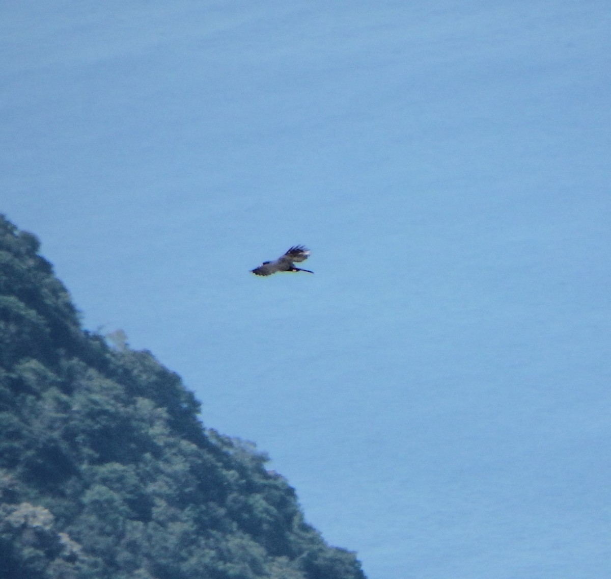 Kara Atmaca Kartalı - ML644380528