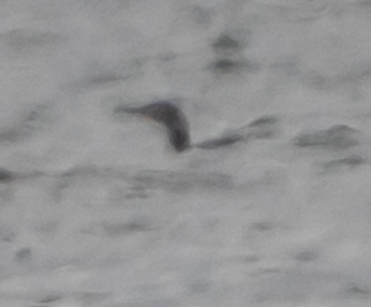 Strolaga minore - ML644380530