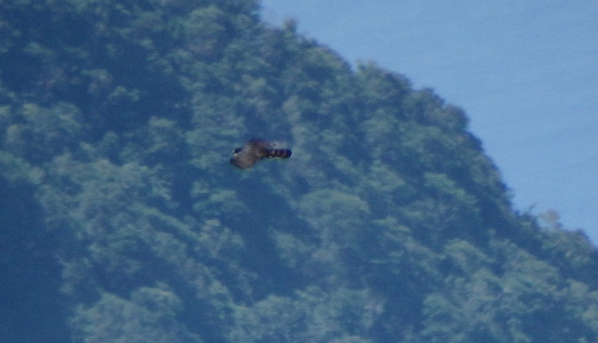 Kara Atmaca Kartalı - ML644380536