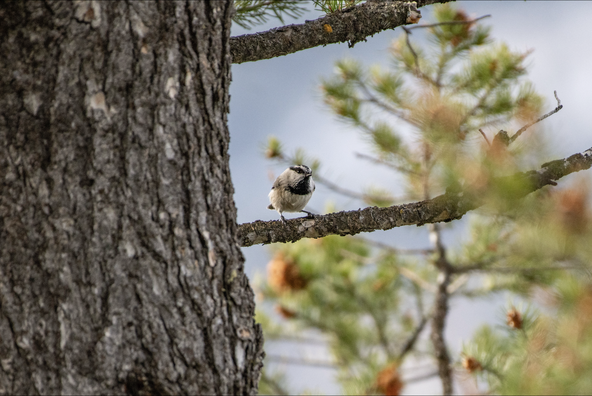 Mountain Chickadee - ML644380538