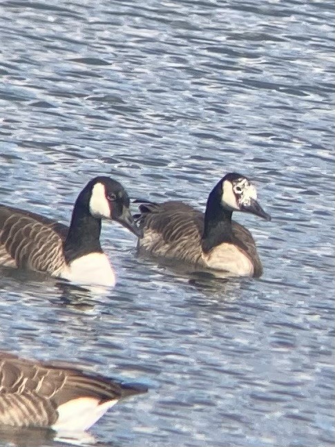 Domestic goose sp. x Canada Goose (hybrid) - ML644380545