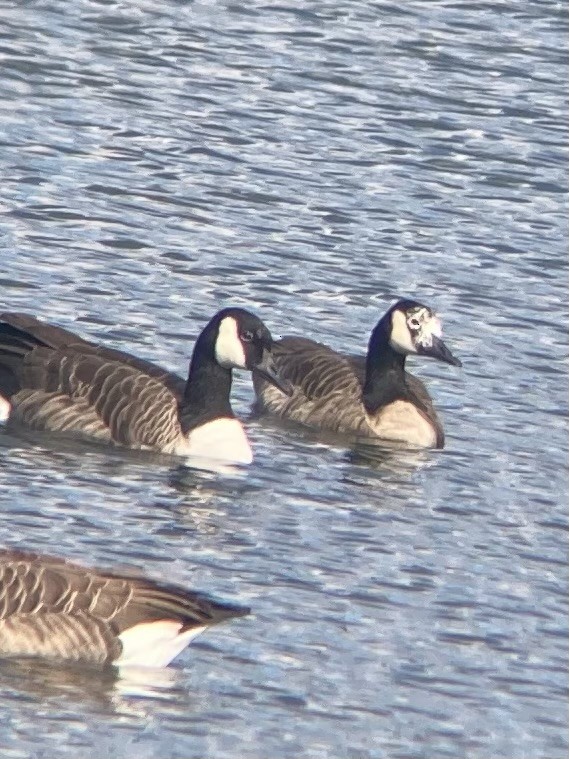 Domestic goose sp. x Canada Goose (hybrid) - ML644380546