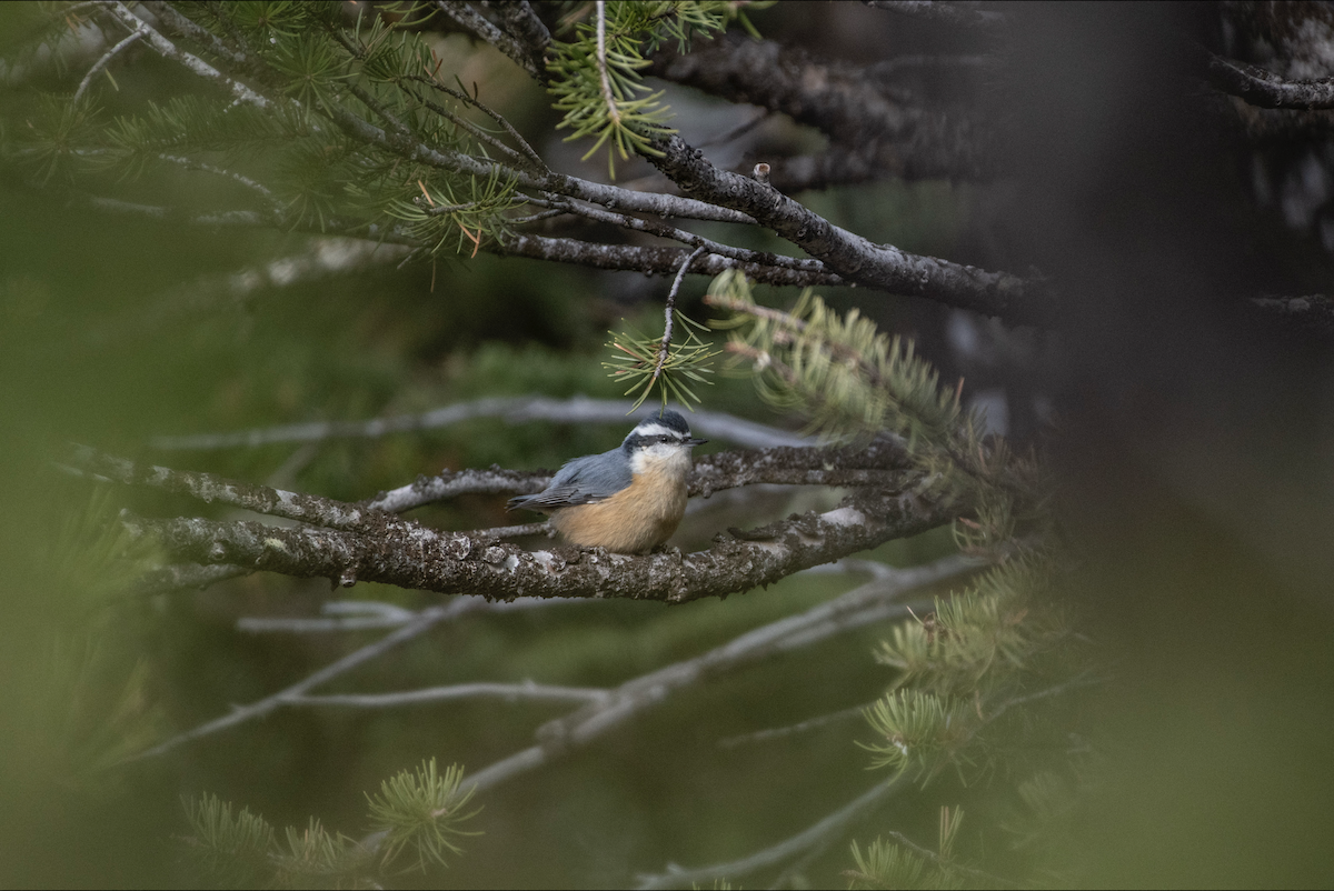 Red-breasted Nuthatch - ML644380547
