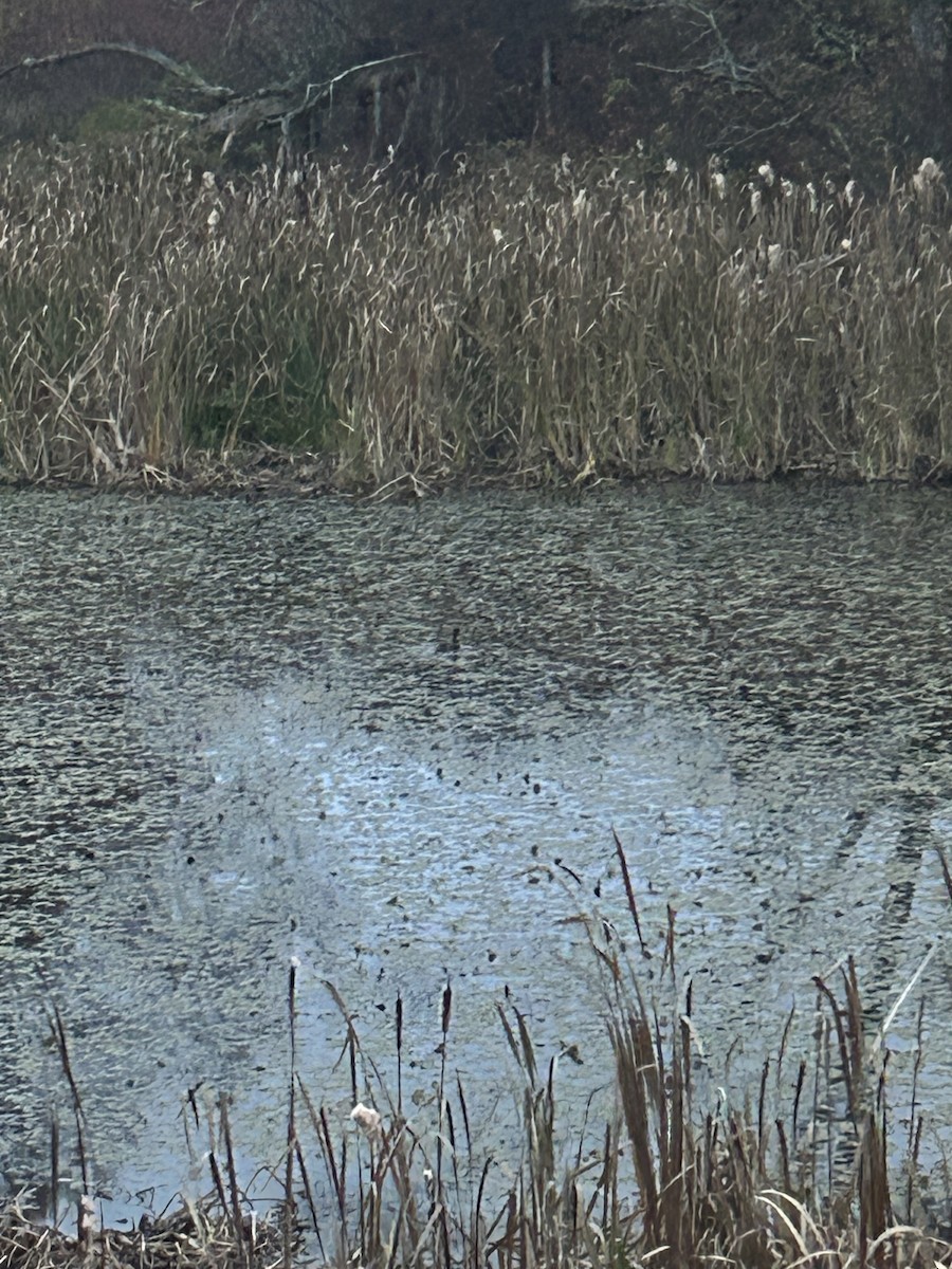 Лиска американська - ML644380573