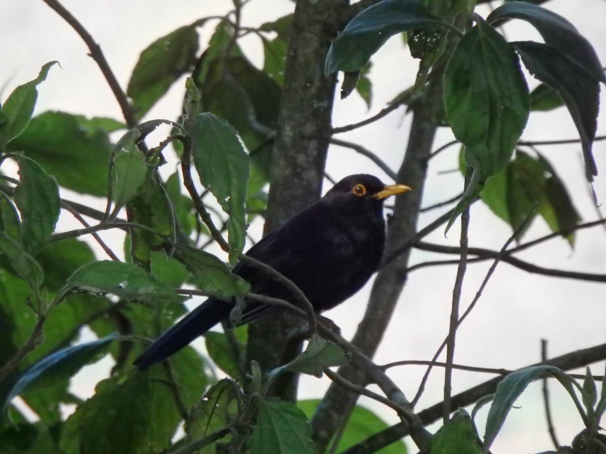 Glossy-black Thrush - ML644380575