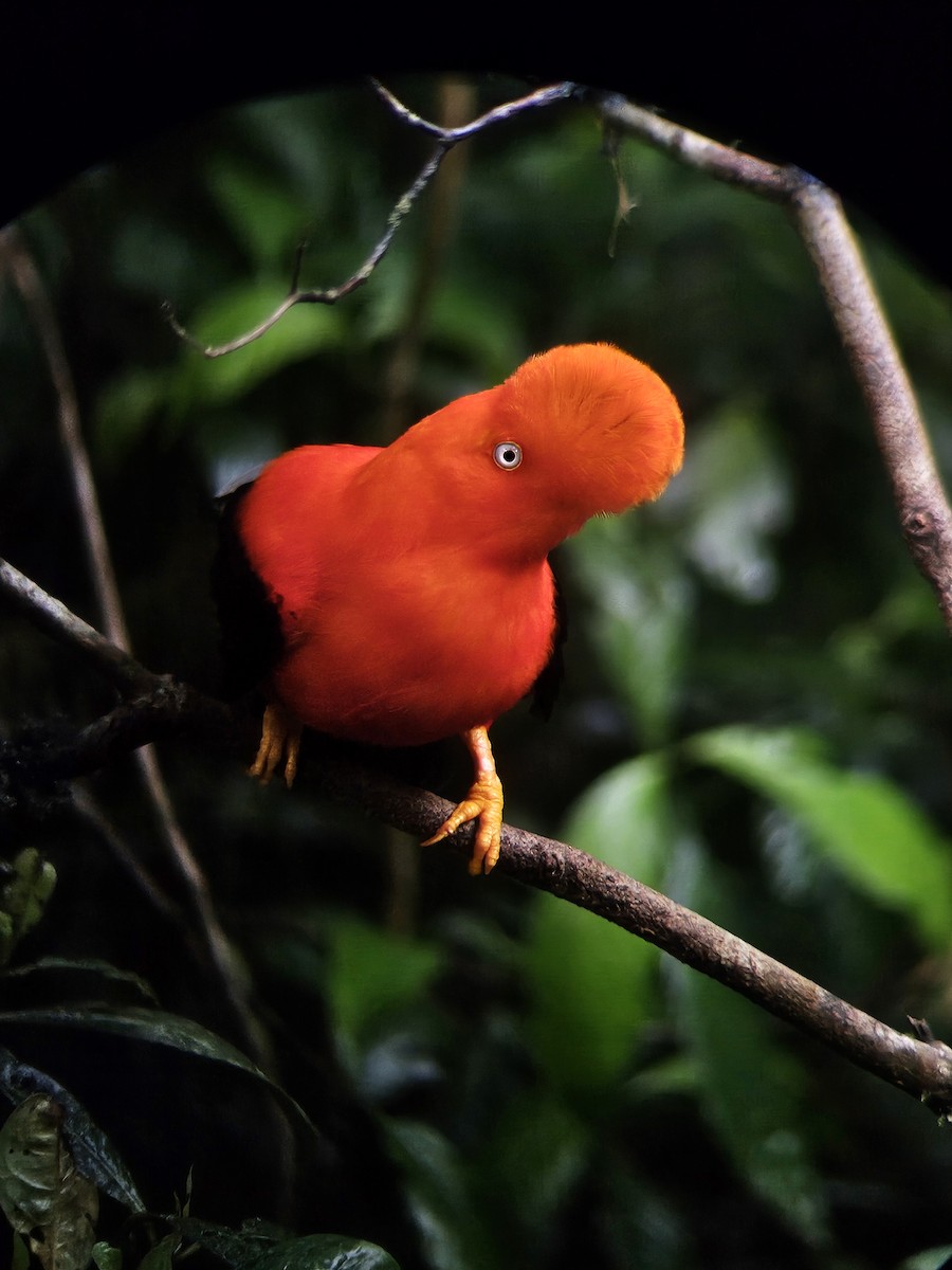 Andean Cock-of-the-rock - ML644380580