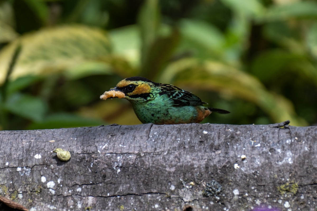 Golden-eared Tanager - ML644380584