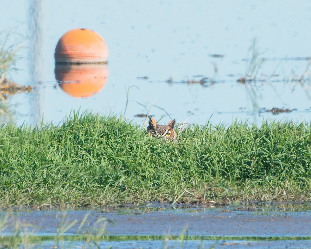 Виргинский филин - ML644380585