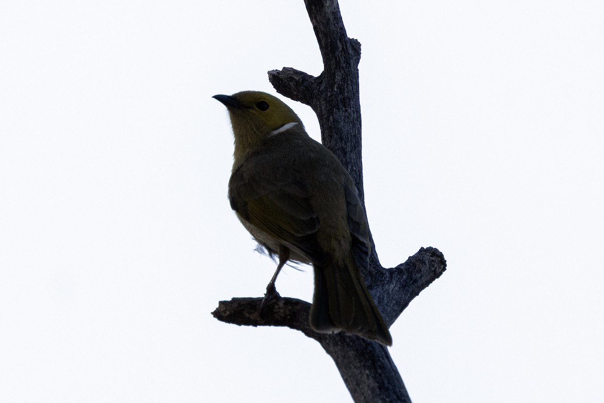 White-plumed Honeyeater - ML644380605