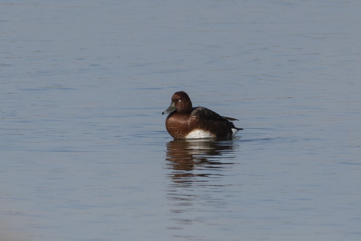 Ferruginous Duck - ML644380610