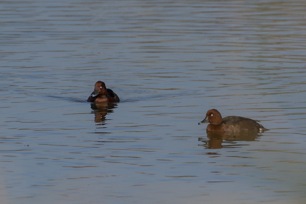 Ferruginous Duck - ML644380611