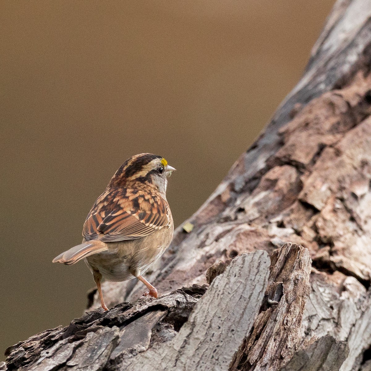 גיבתונית לבנת-גרון - ML644380615