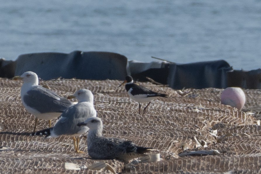 Austernfischer - ML644380620