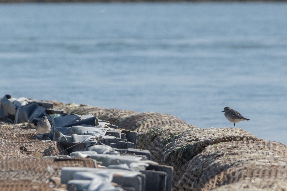 Kiebitzregenpfeifer - ML644380628