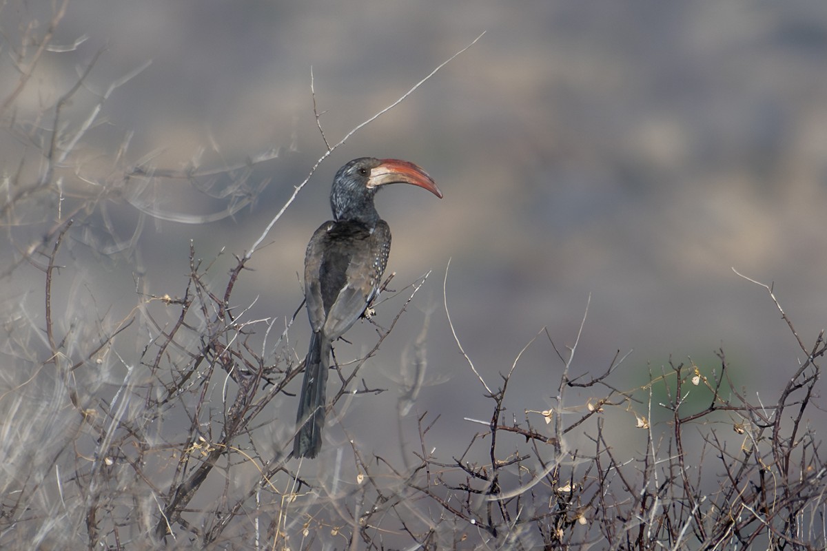 Monteiro's Hornbill - ML644380634