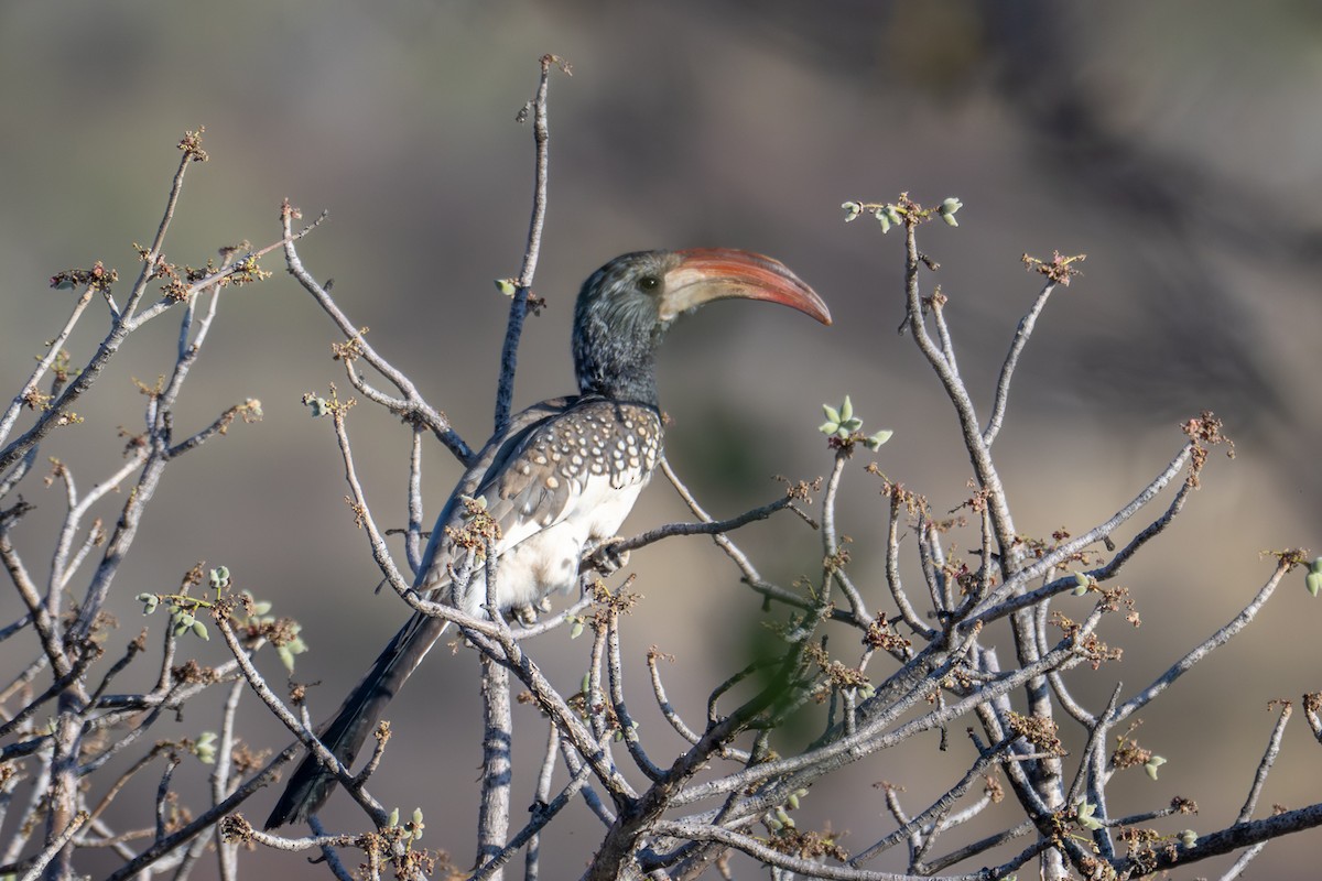 Monteiro's Hornbill - ML644380635