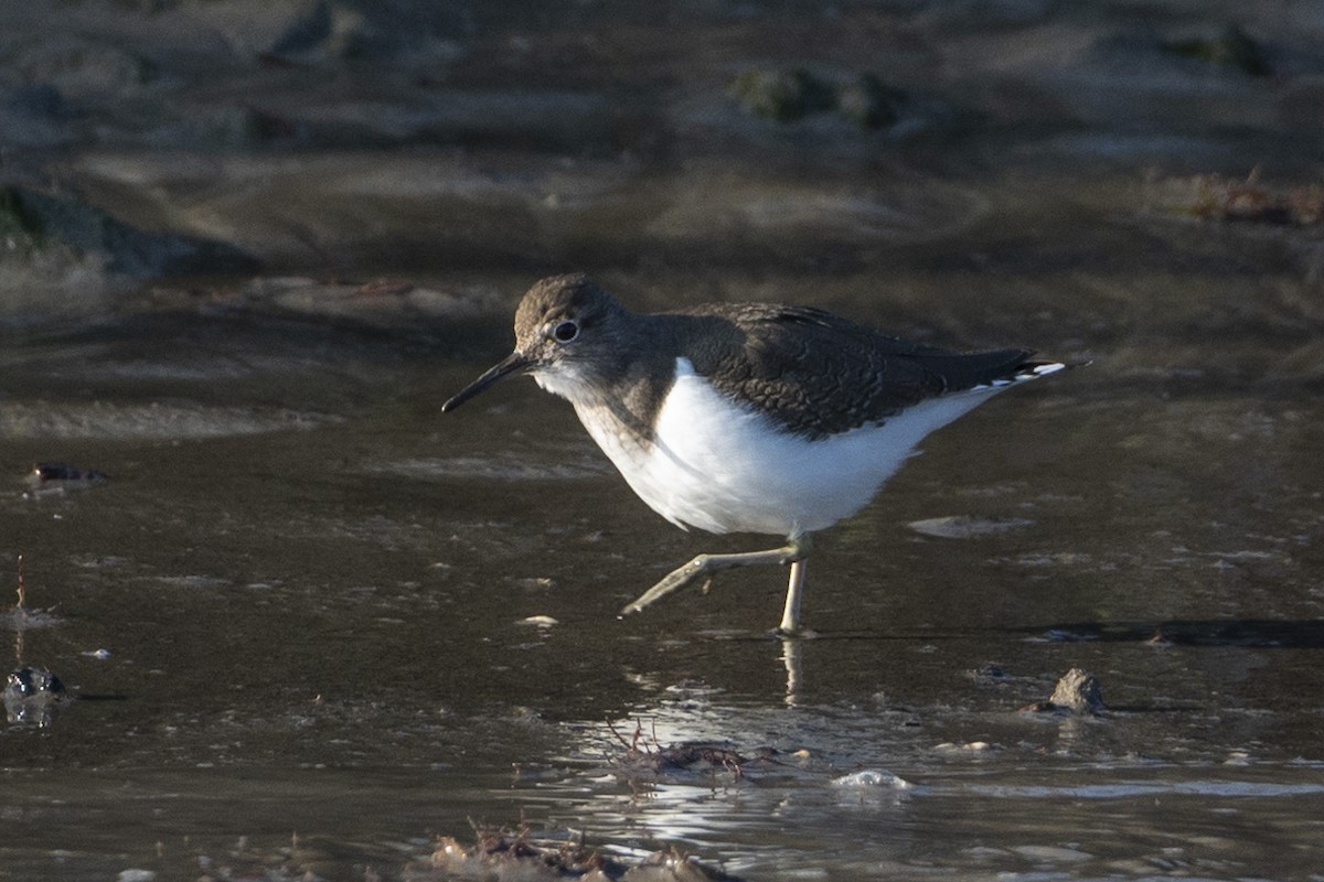 Flussuferläufer - ML644380643