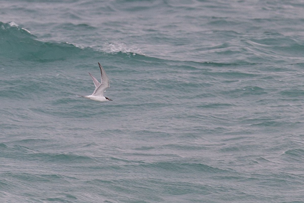 Речная крачка - ML644380646