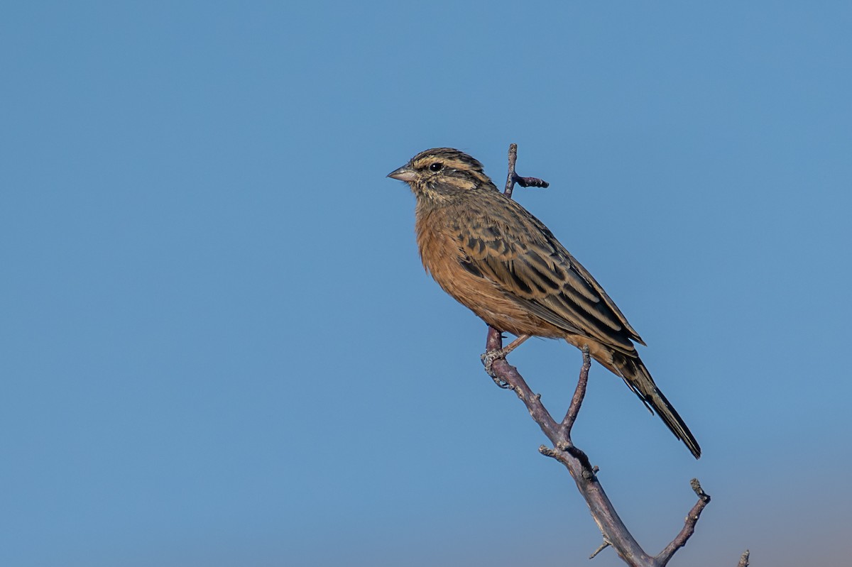 Cinnamon-breasted Bunting - ML644380647