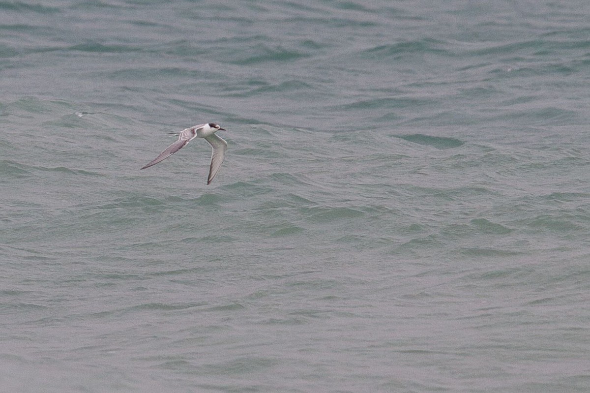 Речная крачка - ML644380651