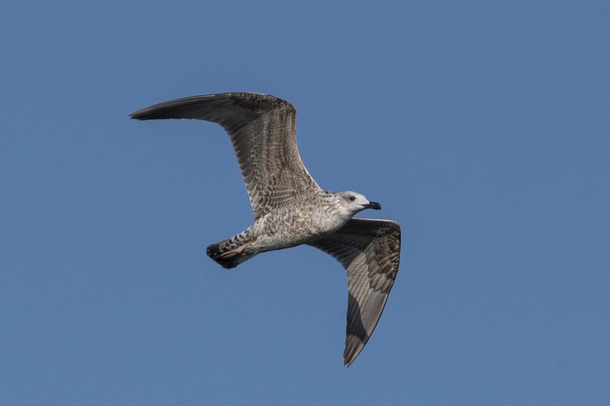 Mittelmeermöwe - ML644380655