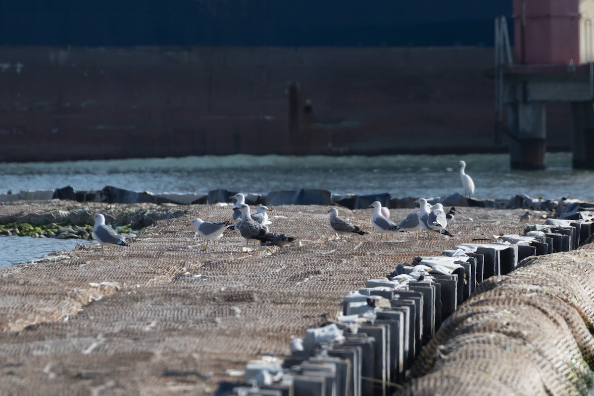 Mittelmeermöwe - ML644380656