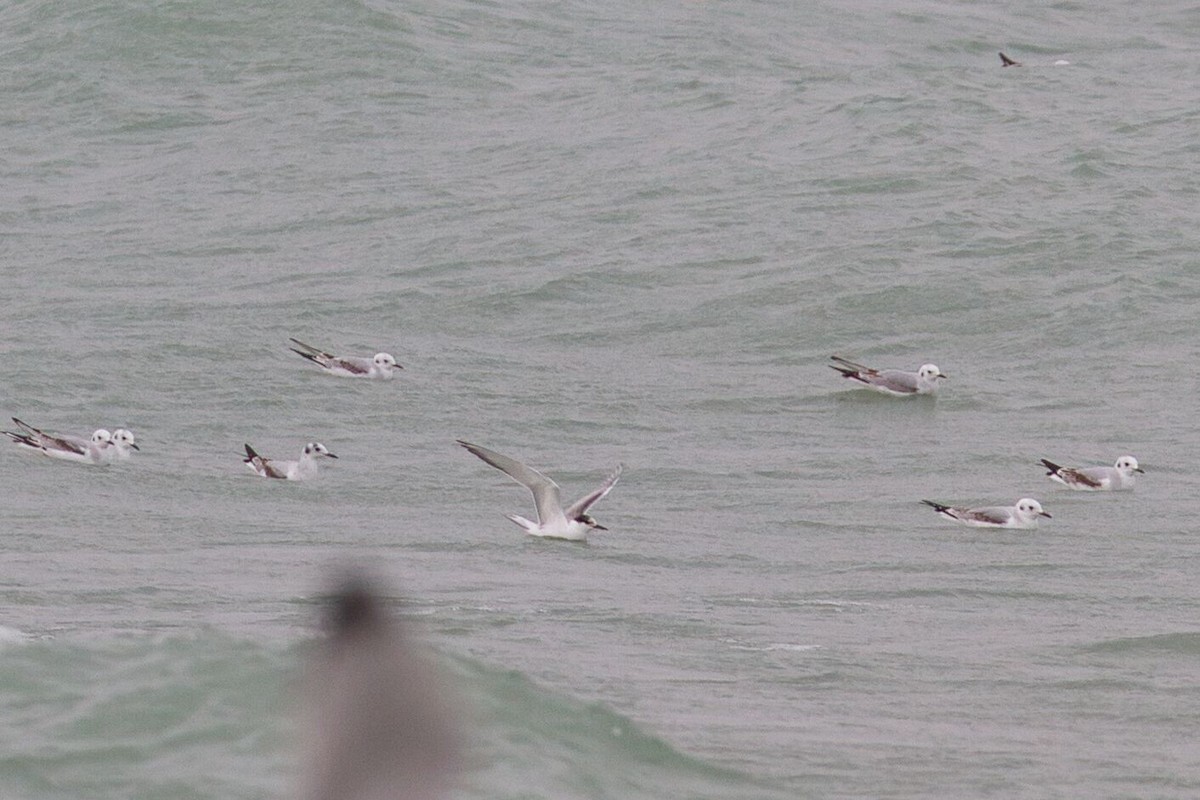 Речная крачка - ML644380667