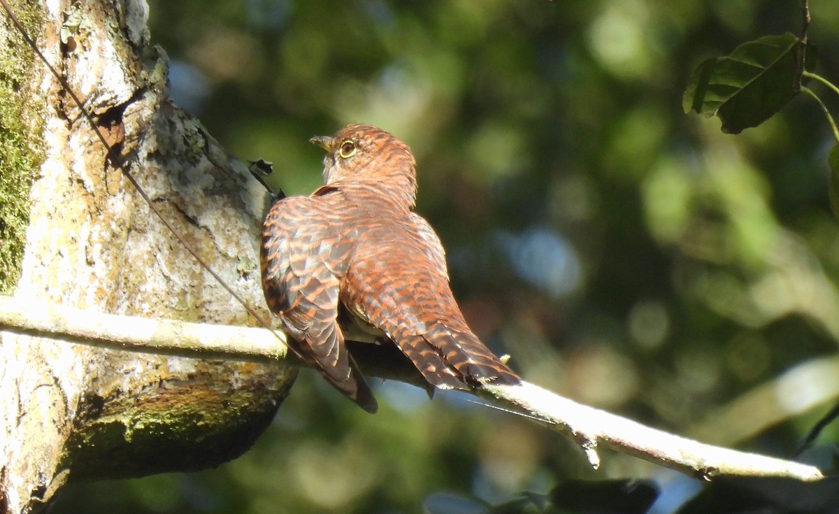 Sunda Cuckoo - ML644380675