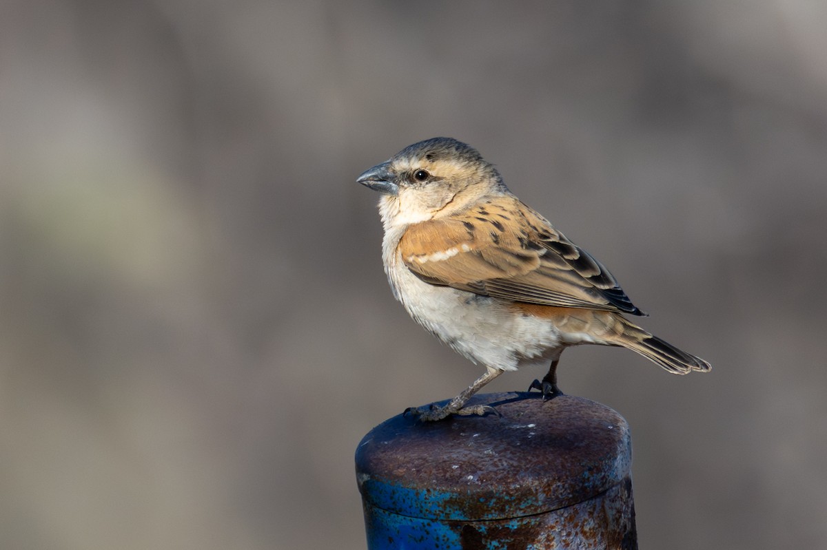 Gorrión Grande - ML644380676
