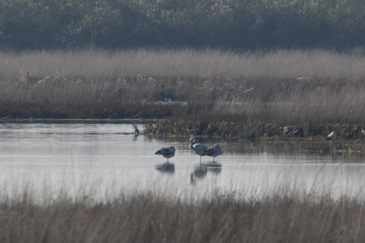 Rosaflamingo - ML644380678