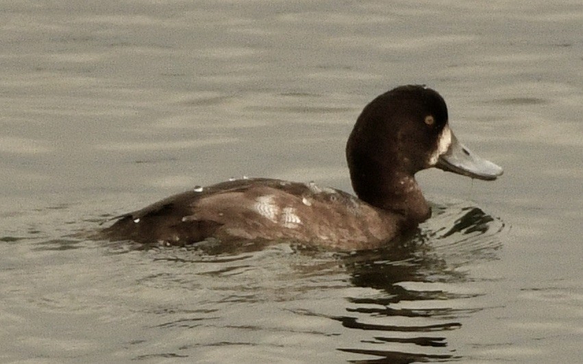 Greater Scaup - ML644380685