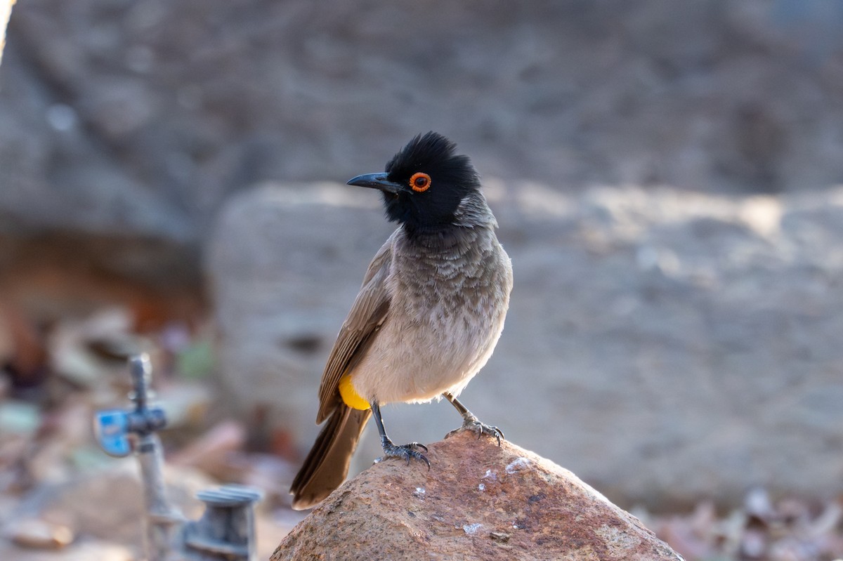 Bulbul brunoir - ML644380686