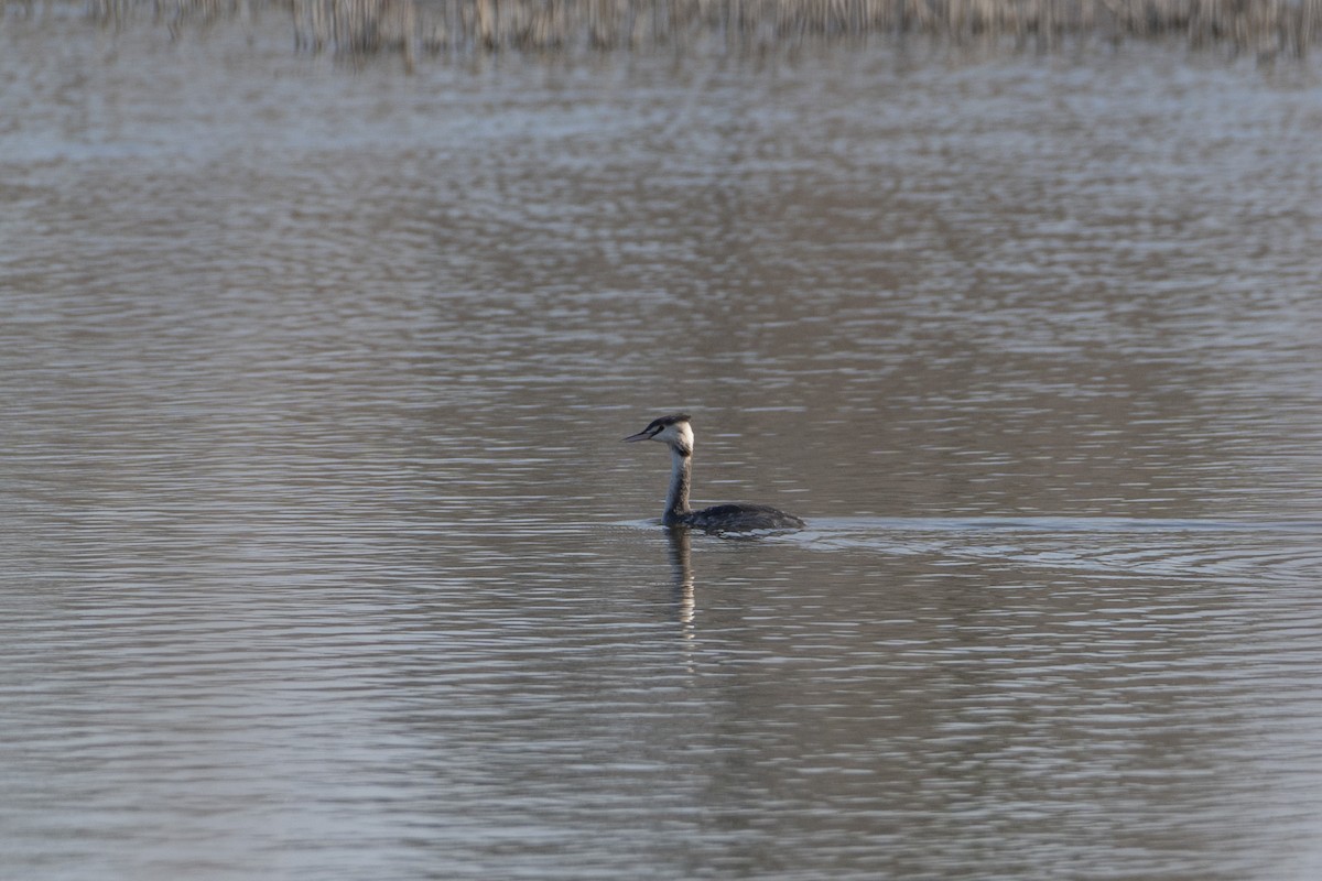 Haubentaucher - ML644380697