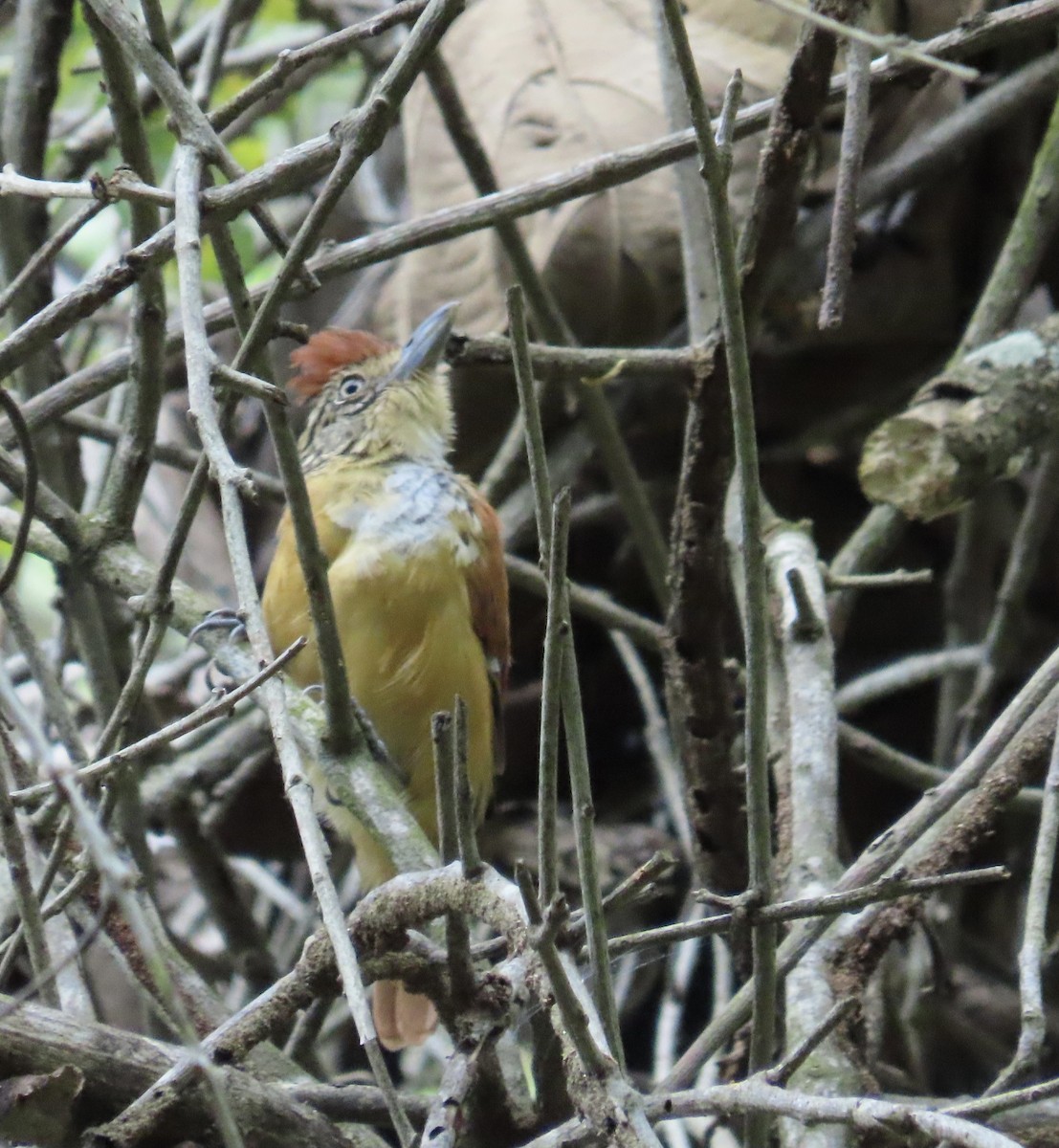 Barred Antshrike - ML644380700