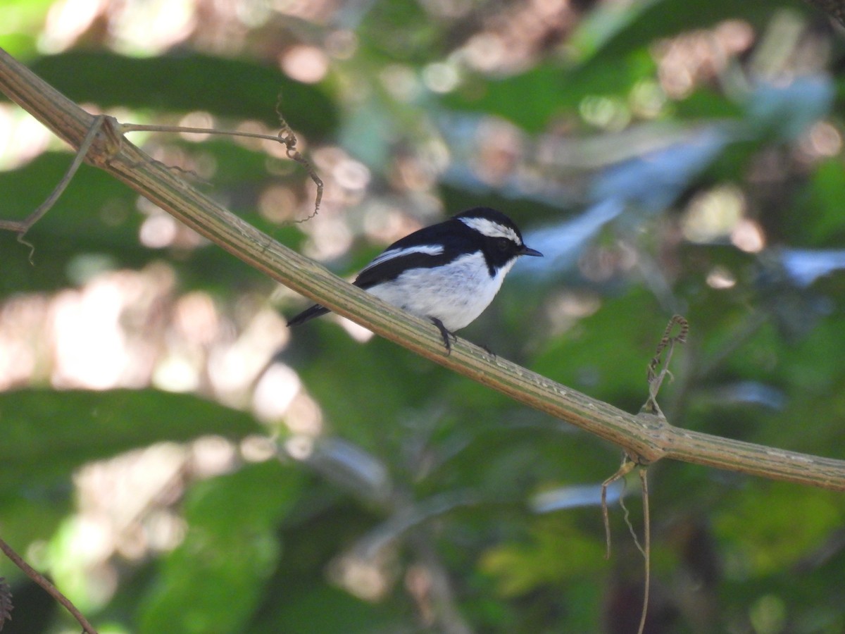 Little Pied Flycatcher - ML644380703