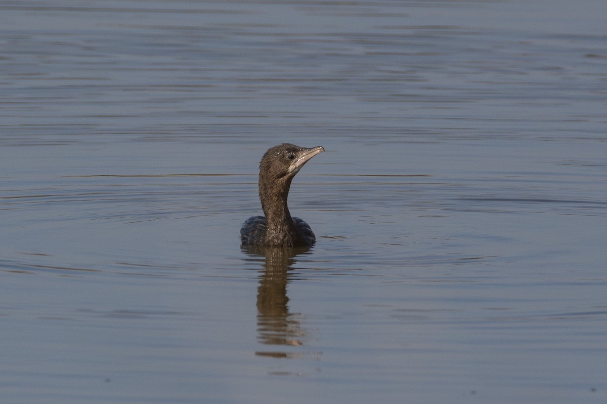Pygmy Cormorant - ML644380704